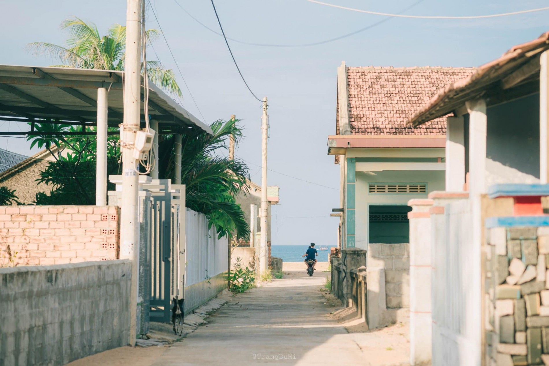 Kinh nghiệm du lịch Phú Yên: Khám phá xứ sở hoa vàng trên cỏ xanh