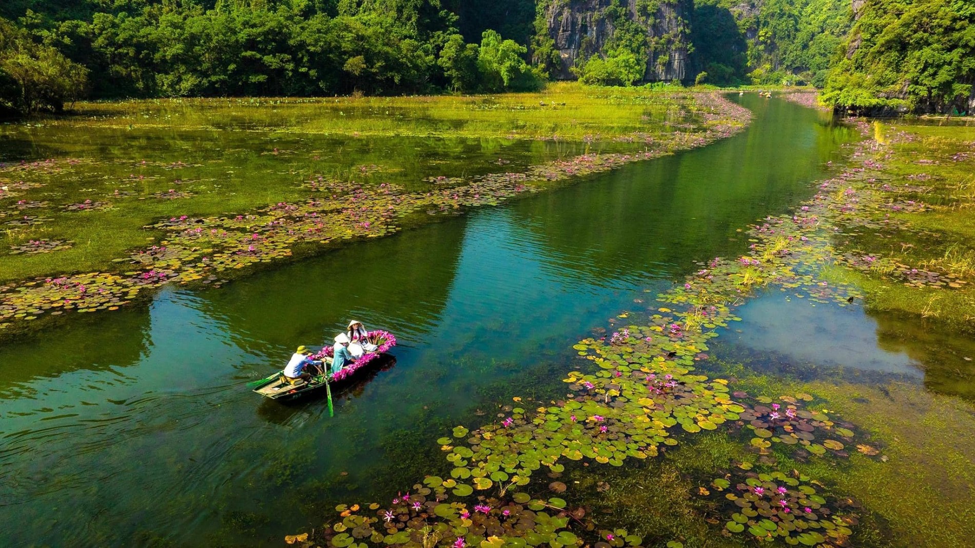 Du lịch Ninh Bình: Check-in mùa hoa súng tuyệt đẹp tại Tam Cốc