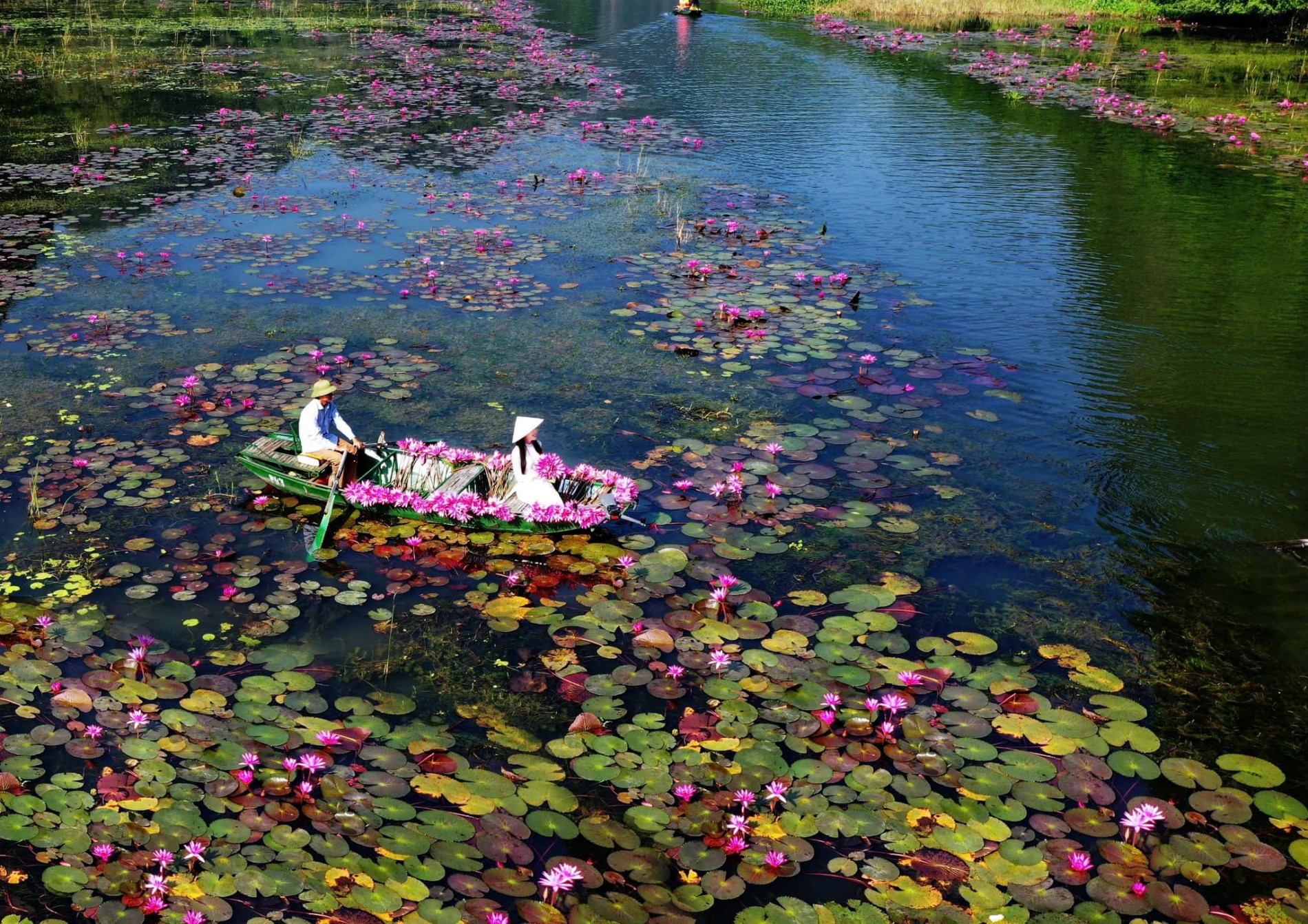 Du lịch Ninh Bình: Check-in mùa hoa súng tuyệt đẹp tại Tam Cốc