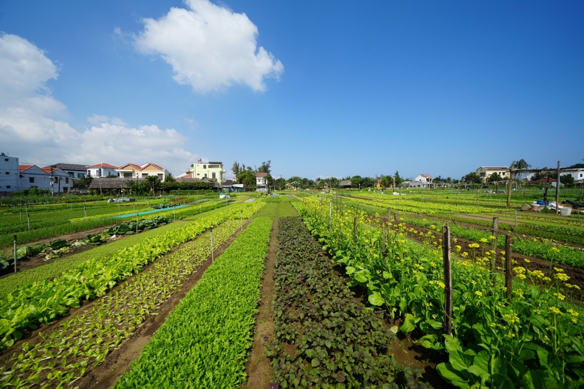 Làng rau Trà Quế Hội An nổi bật với những luống rau xanh tươi được trồng từ phân hữu cơ.