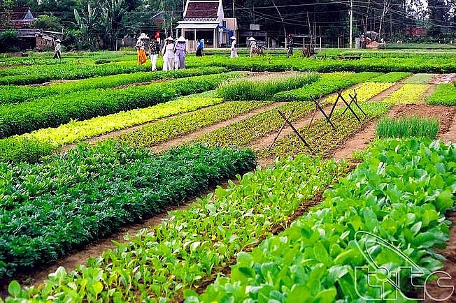 Làng rau Trà Quế 400 tuổi ở Hội An đạt "Làng du lịch tốt nhất thế giới"