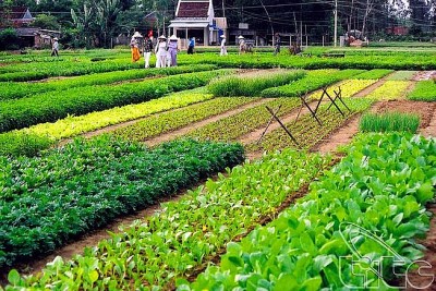 Làng rau Trà Quế 400 tuổi ở Hội An đạt "Làng du lịch tốt nhất thế giới"