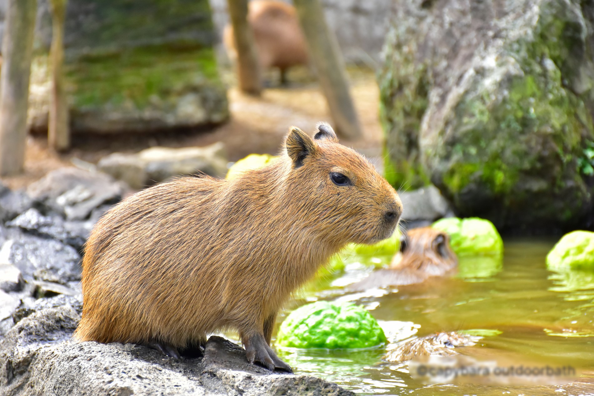 Capybara hay chuột lang nước là loại động vật khá được ưa chuộng tại Nhật Bản và Việt Nam