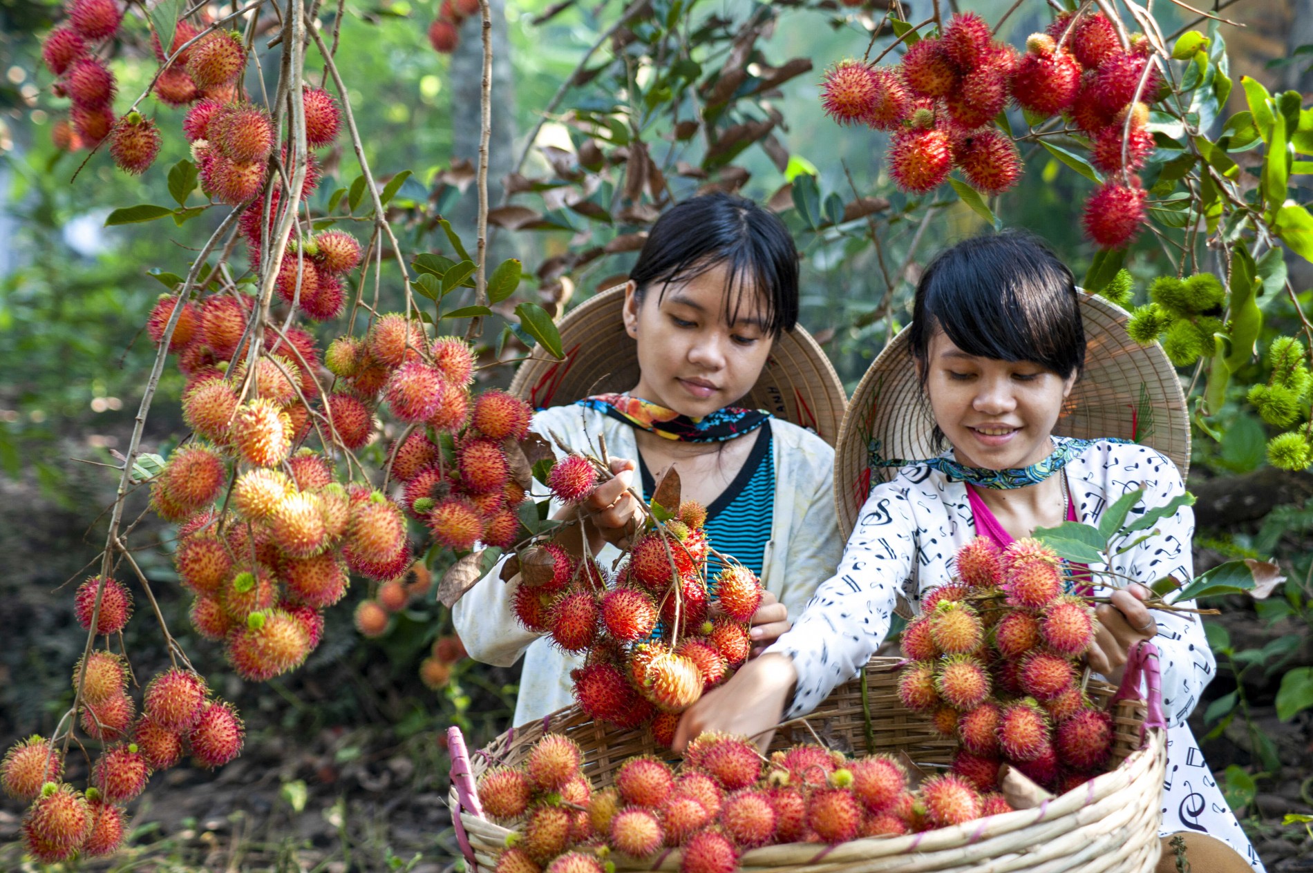 Trái cây nhiệt đới là đặc sản tại cồn Phong Nẫm. Ảnh: Cổng thông tin du lịch Sóc Trăng