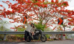 Vũng Tàu bước vào mùa hoa phượng vĩ, sắc đỏ rợp trời