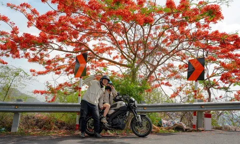 Vũng Tàu bước vào mùa hoa phượng vĩ, sắc đỏ rợp trời