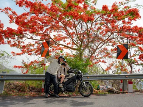 Vũng Tàu bước vào mùa hoa phượng vĩ, sắc đỏ rợp trời