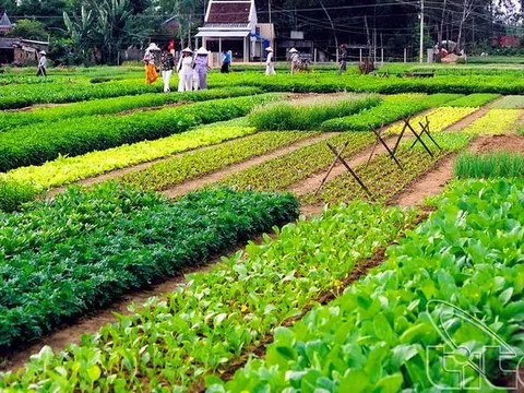 Làng rau Trà Quế 400 tuổi ở Hội An đạt "Làng du lịch tốt nhất thế giới"